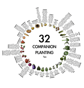 companion plants